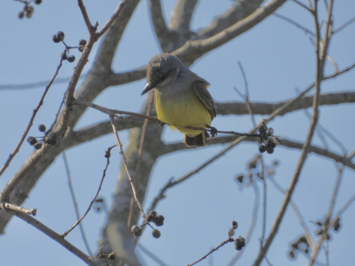 Западный тиранн - ML647377771