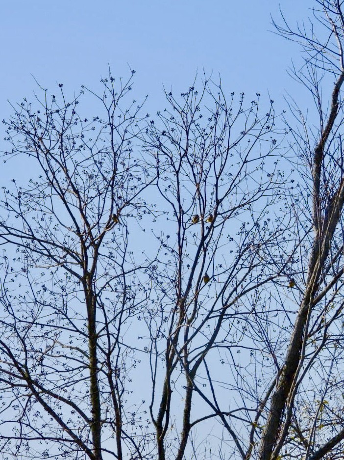 Западный тиранн - ML647377772