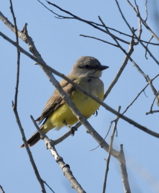 Западный тиранн - ML647377773