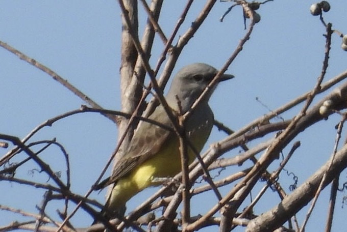 Западный тиранн - ML647377774