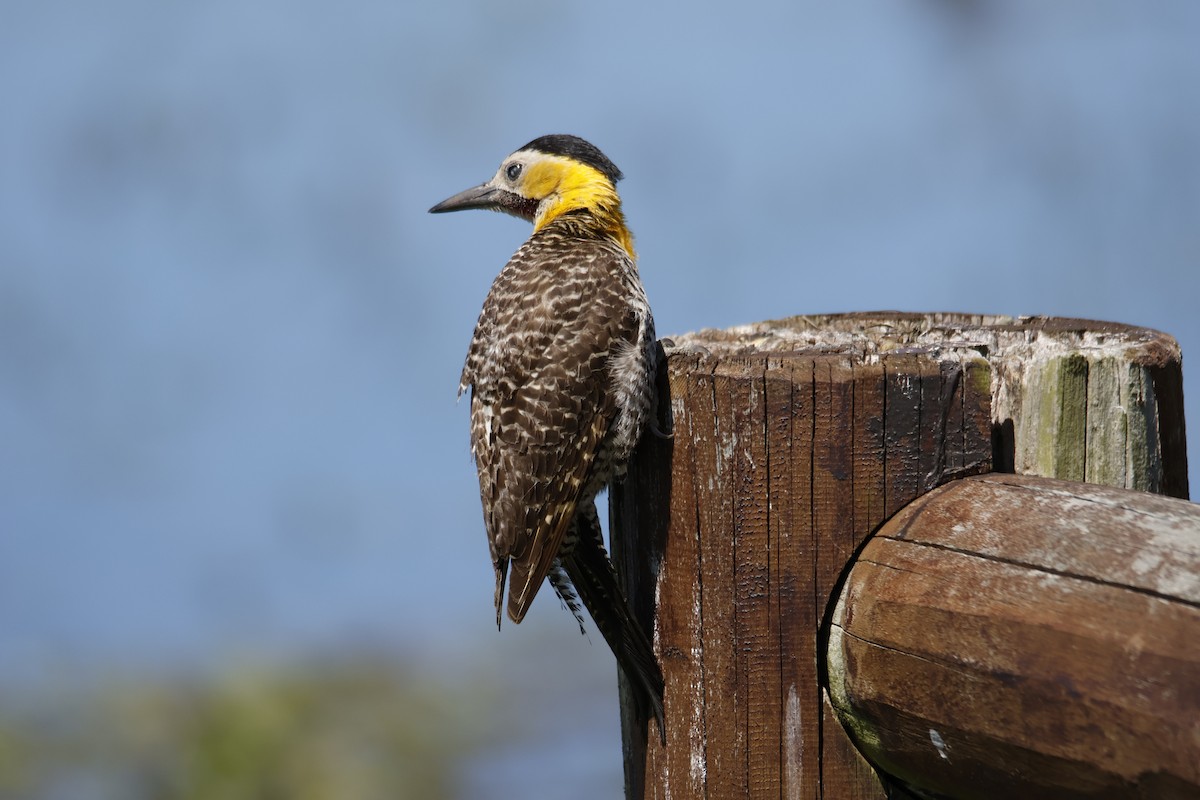 Campo Flicker - ML647377786