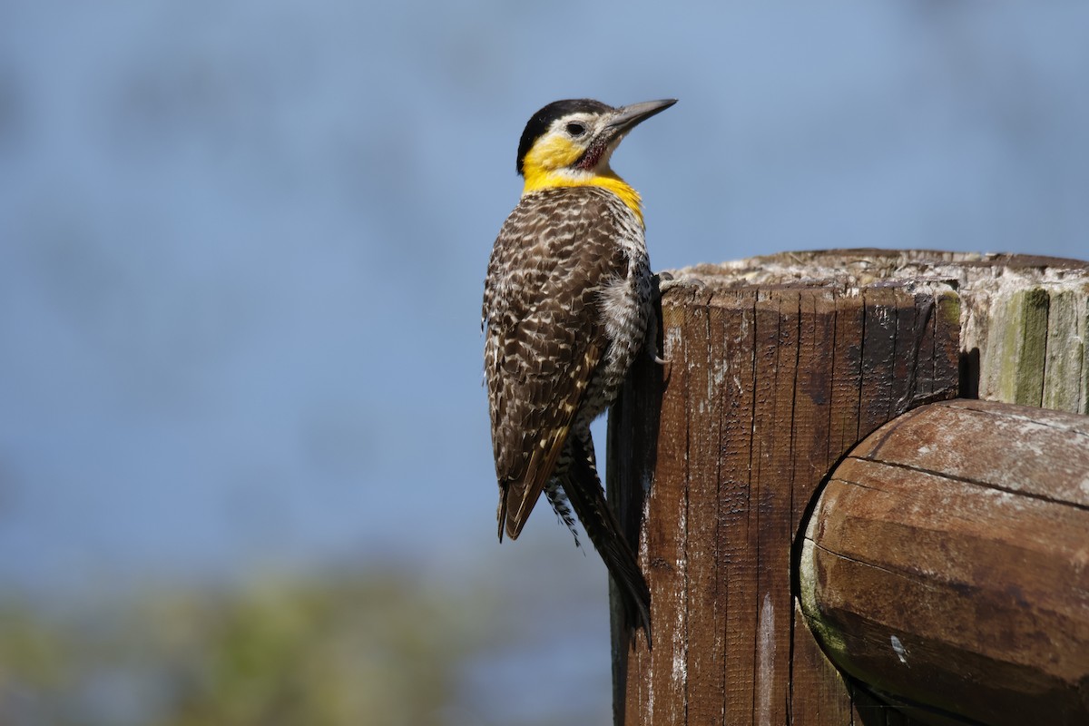 Campo Flicker - ML647377787