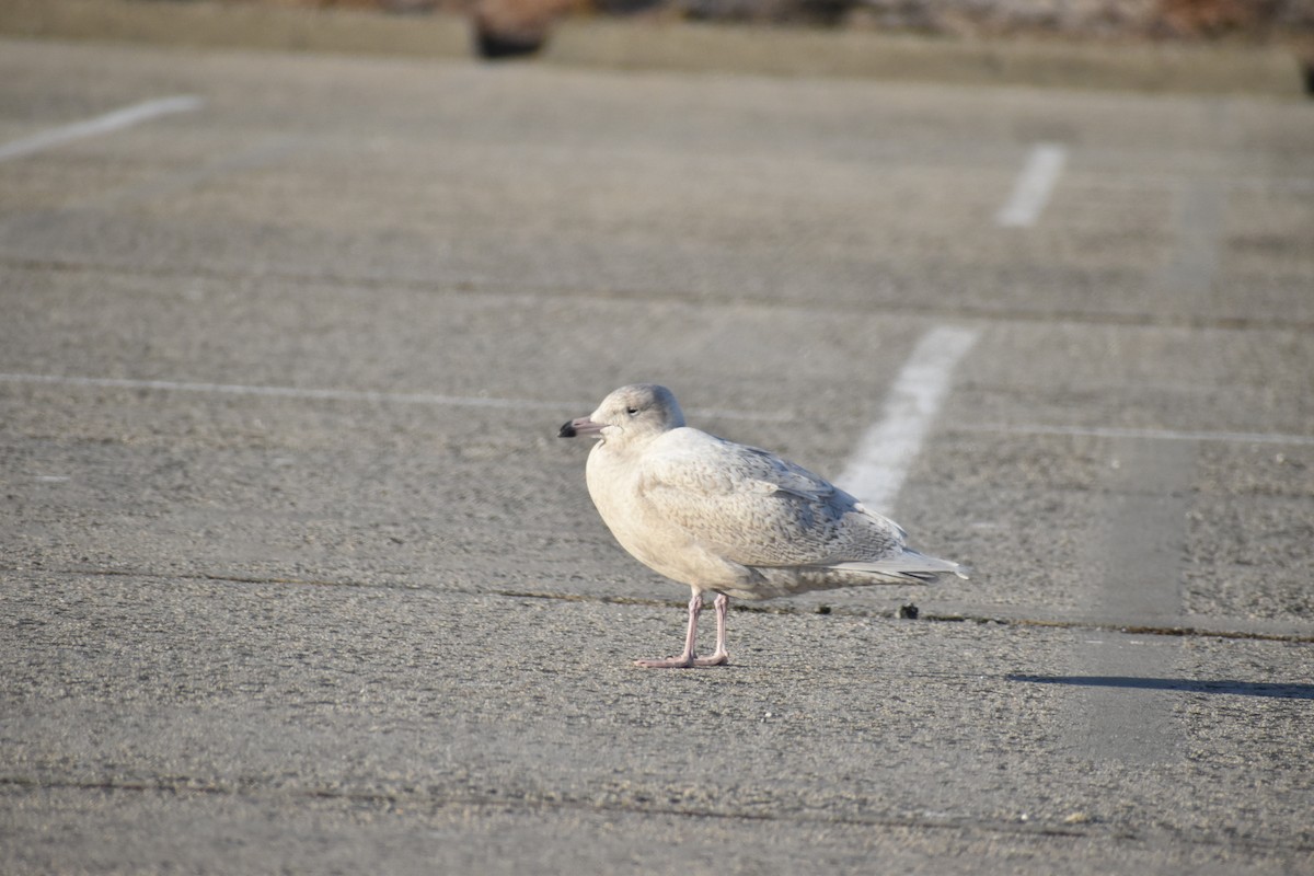 Gavión Hiperbóreo - ML647377811