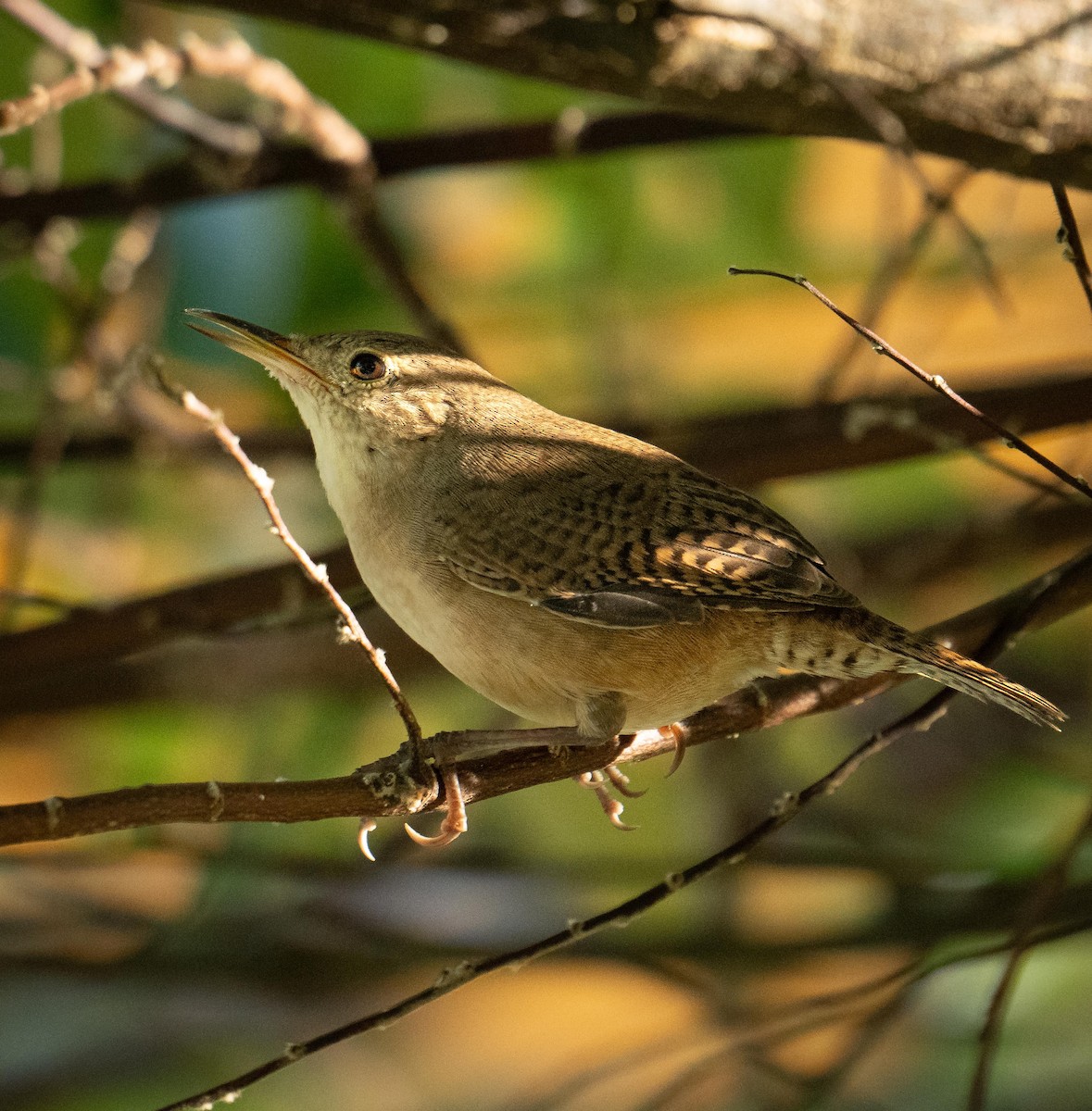 Southern House Wren - ML647377814
