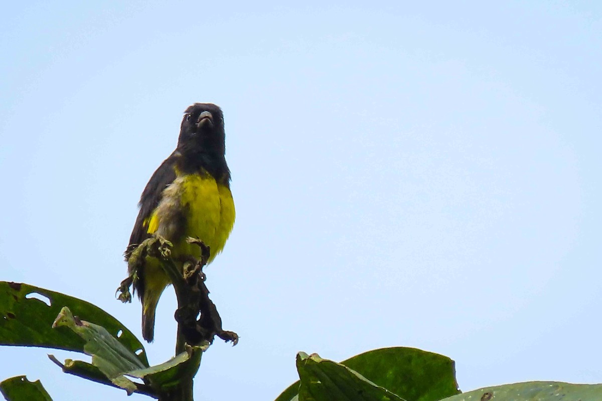 Yellow-bellied Siskin - ML647377815