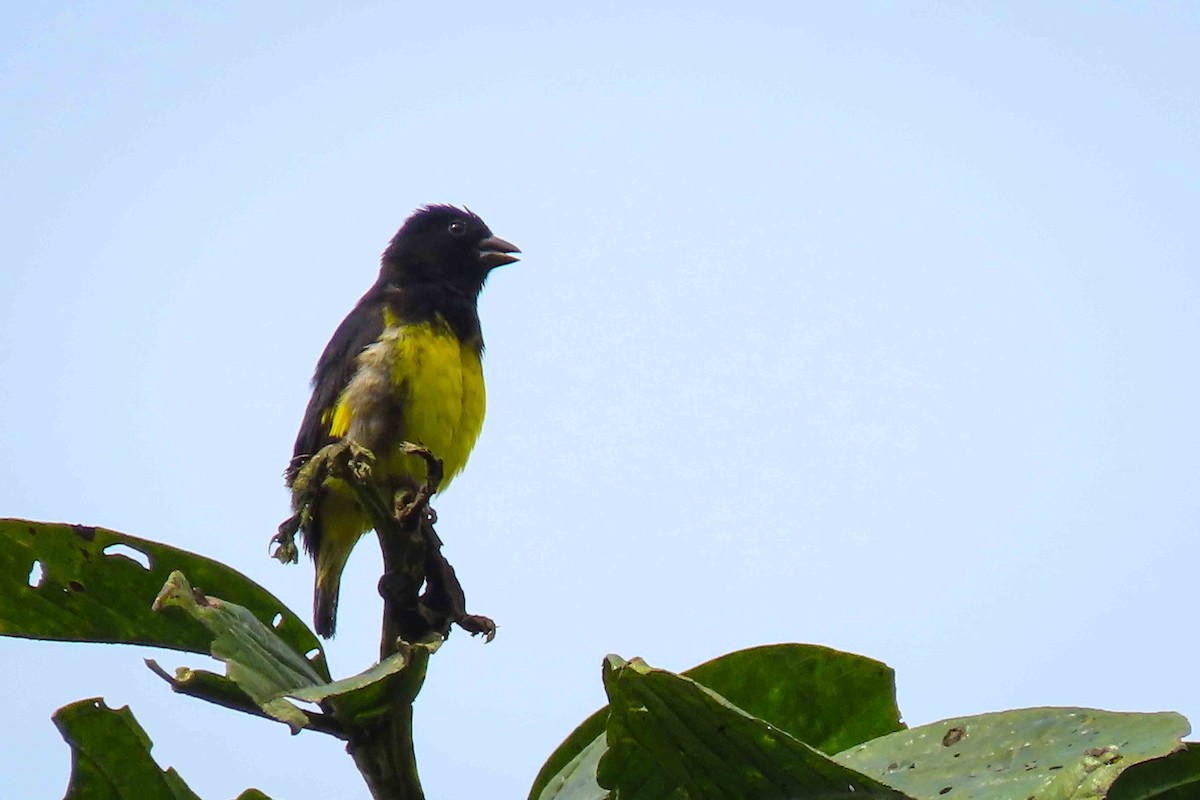 Yellow-bellied Siskin - ML647377816