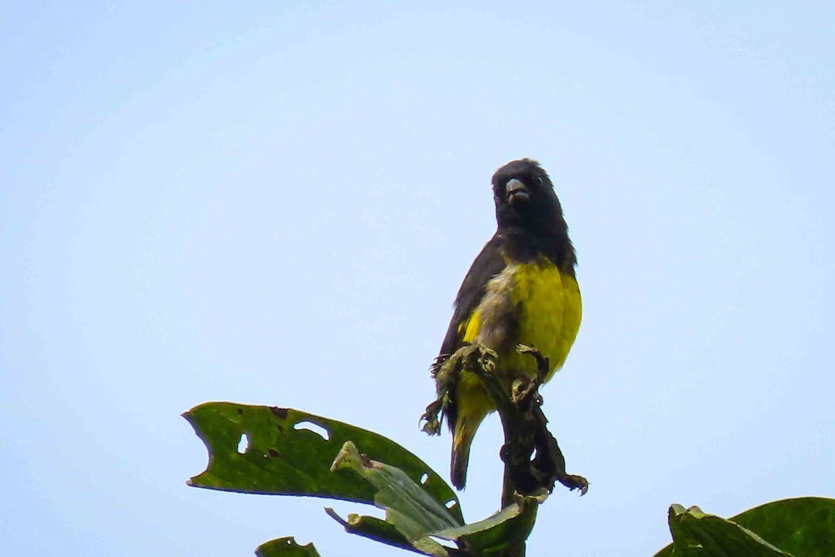 Желтобрюхий чиж - ML647377817