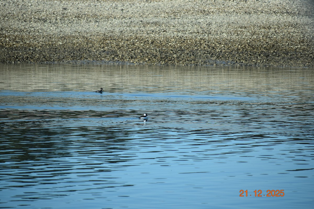 Гоголь-головастик - ML647377818