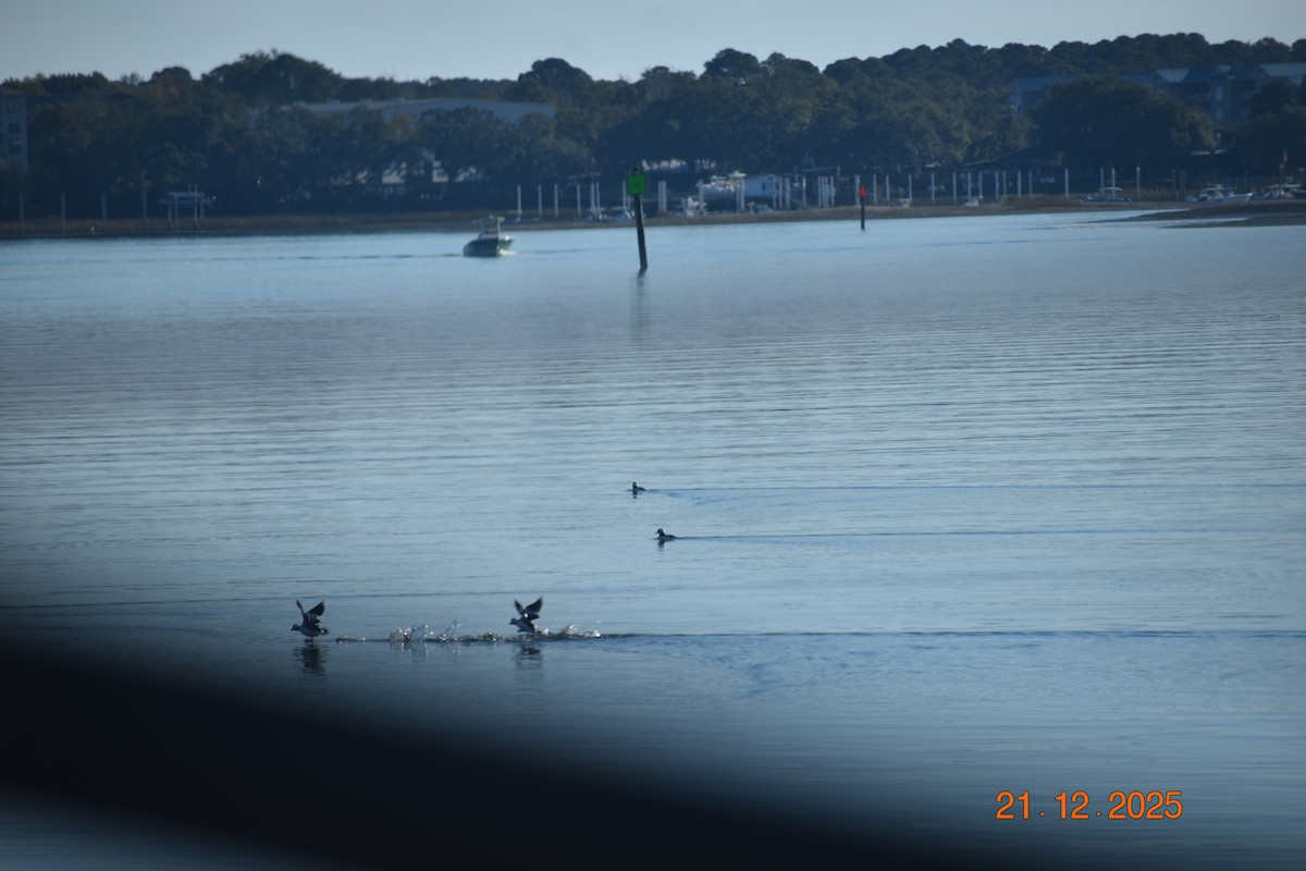 Гоголь-головастик - ML647377819