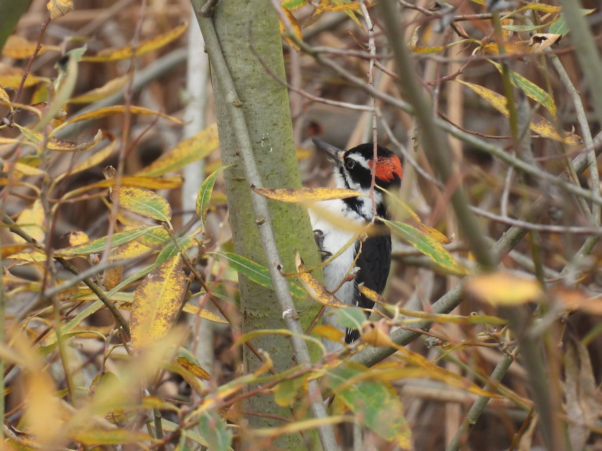 Волосатый дятел - ML647377820