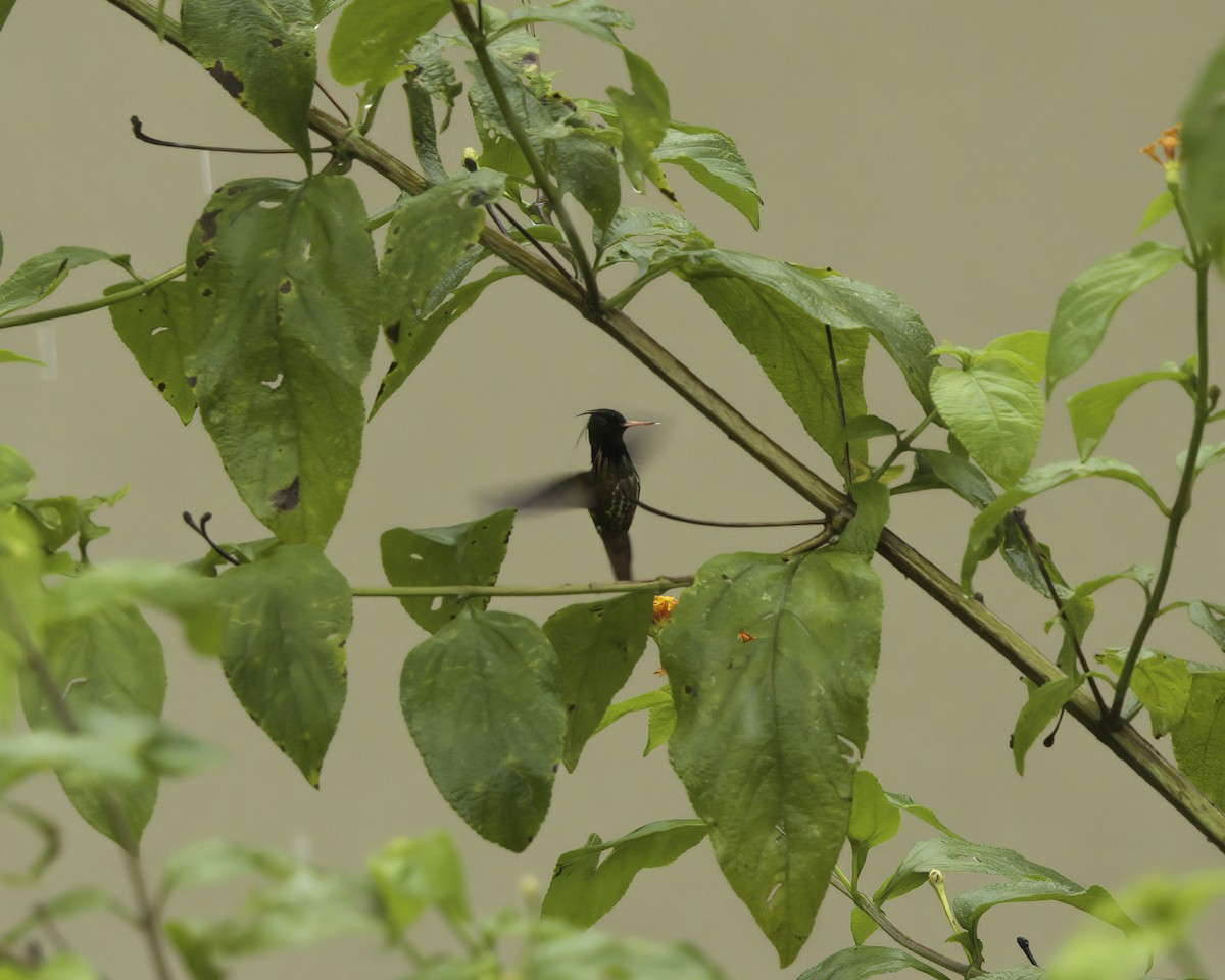 Чернохохлая кокетка - ML647377821