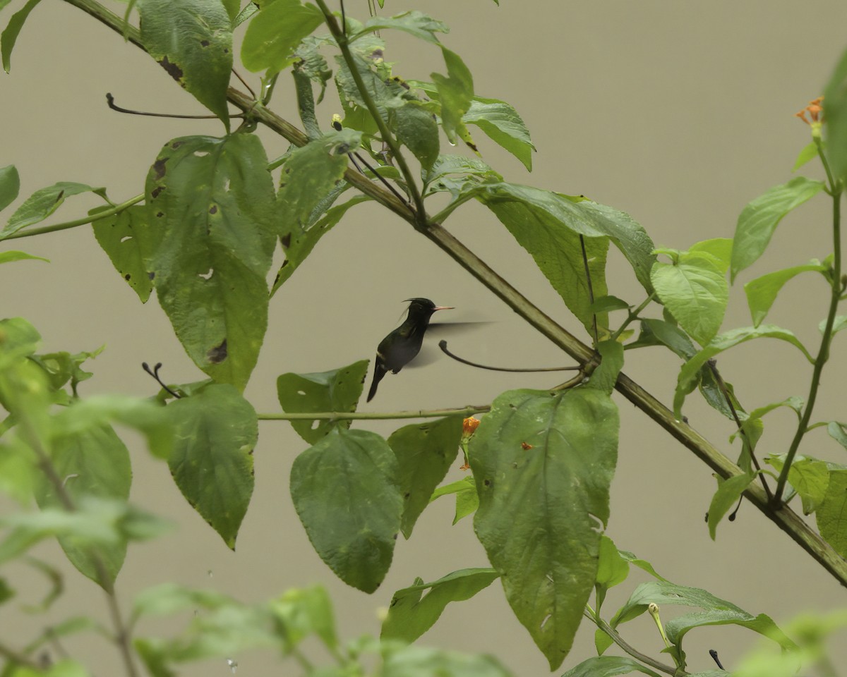 Чернохохлая кокетка - ML647377822