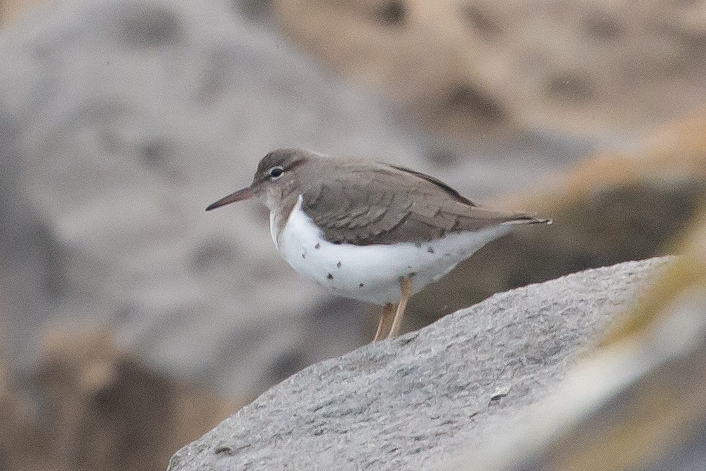 Пятнистый перевозчик - ML647377823