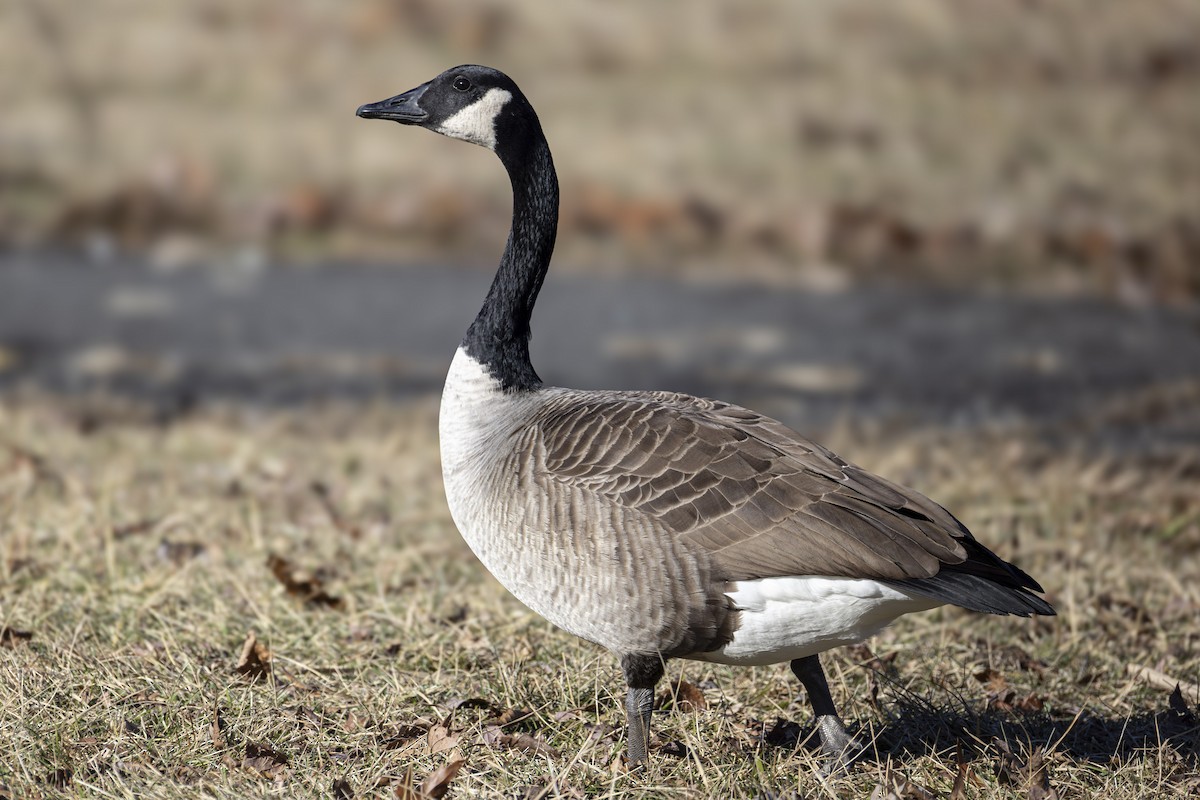 Канадская казарка - ML647377824