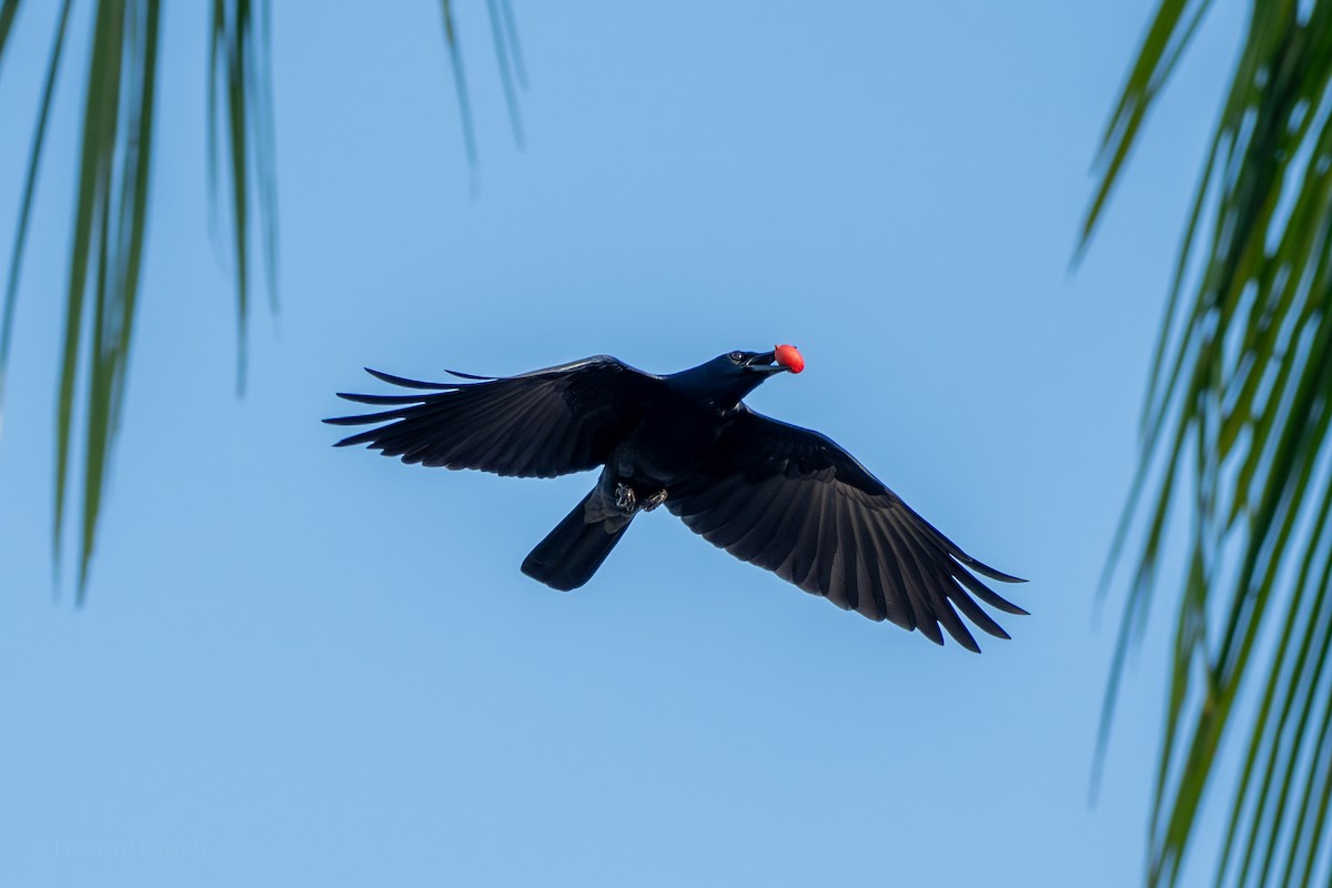 Синалойская ворона - ML647377827