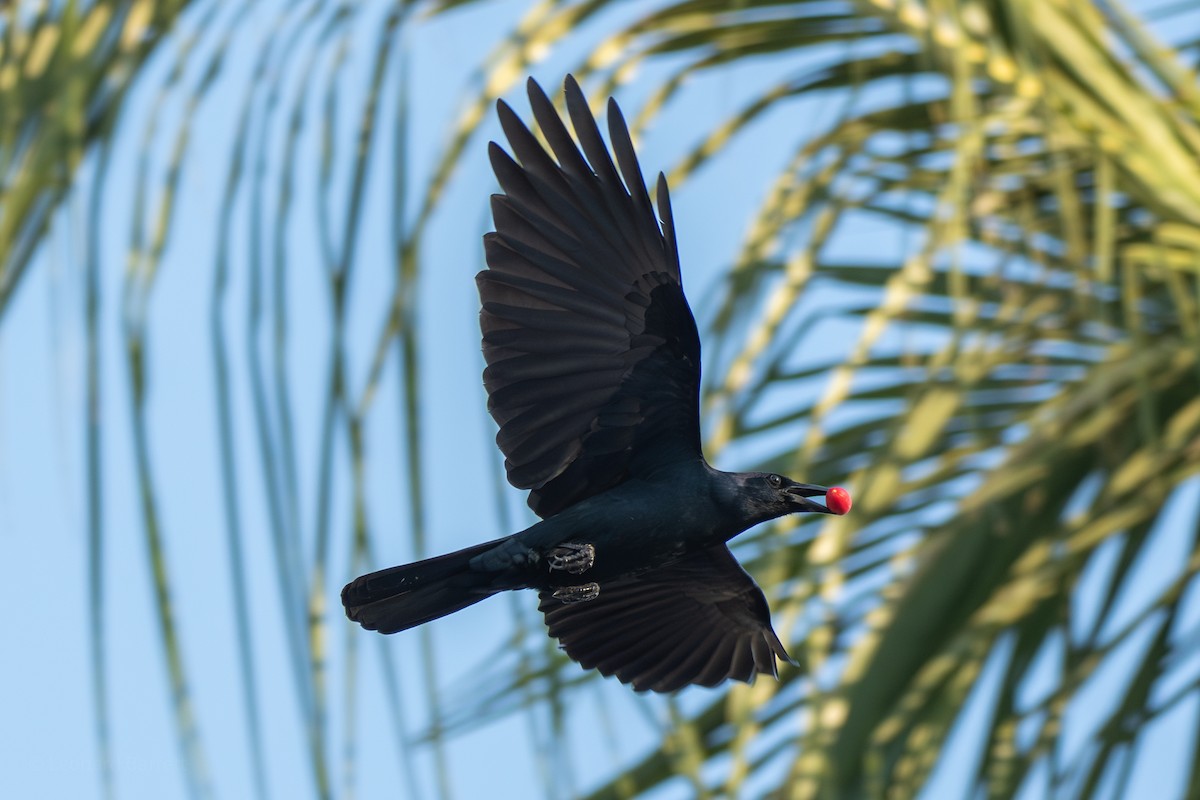 Синалойская ворона - ML647377828