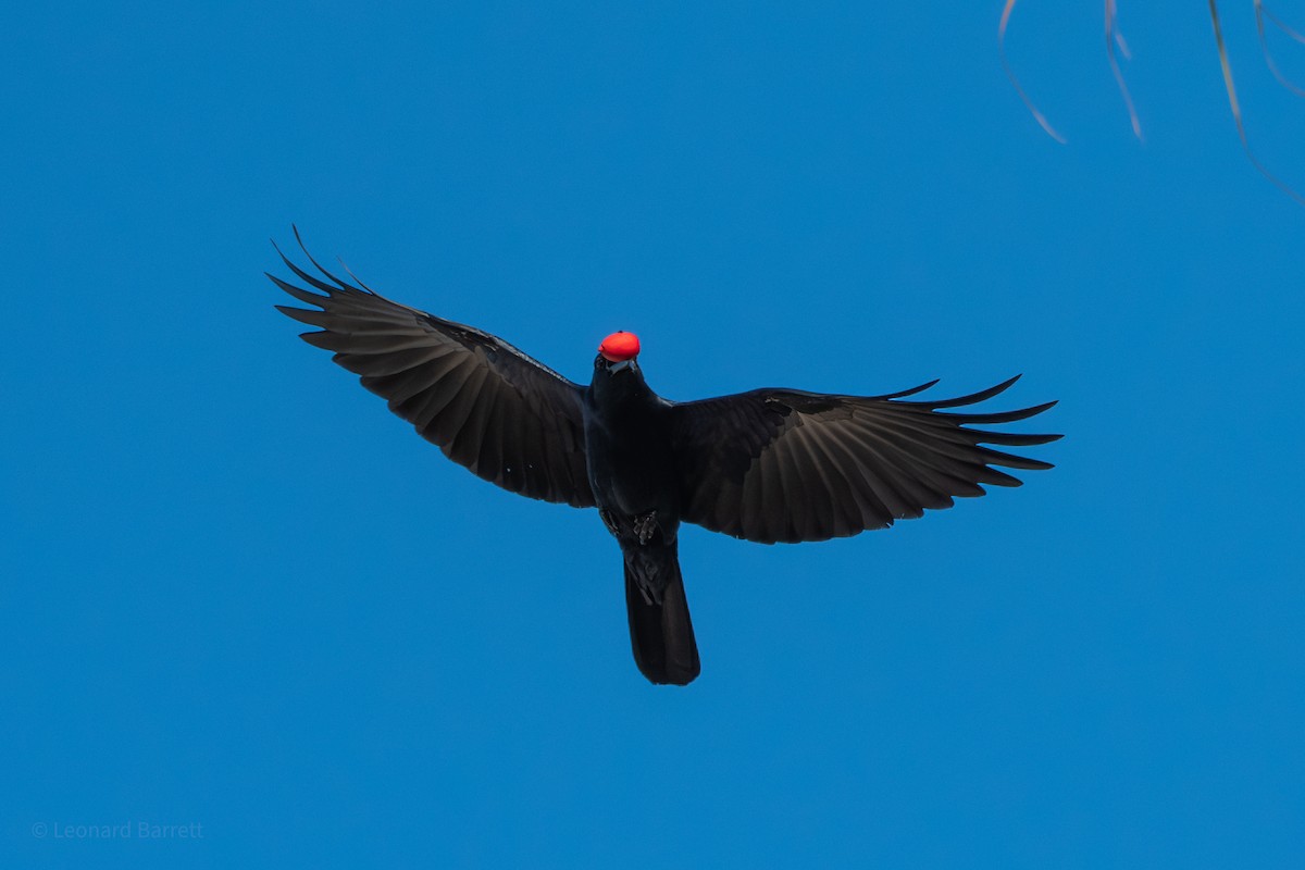 Синалойская ворона - ML647377829