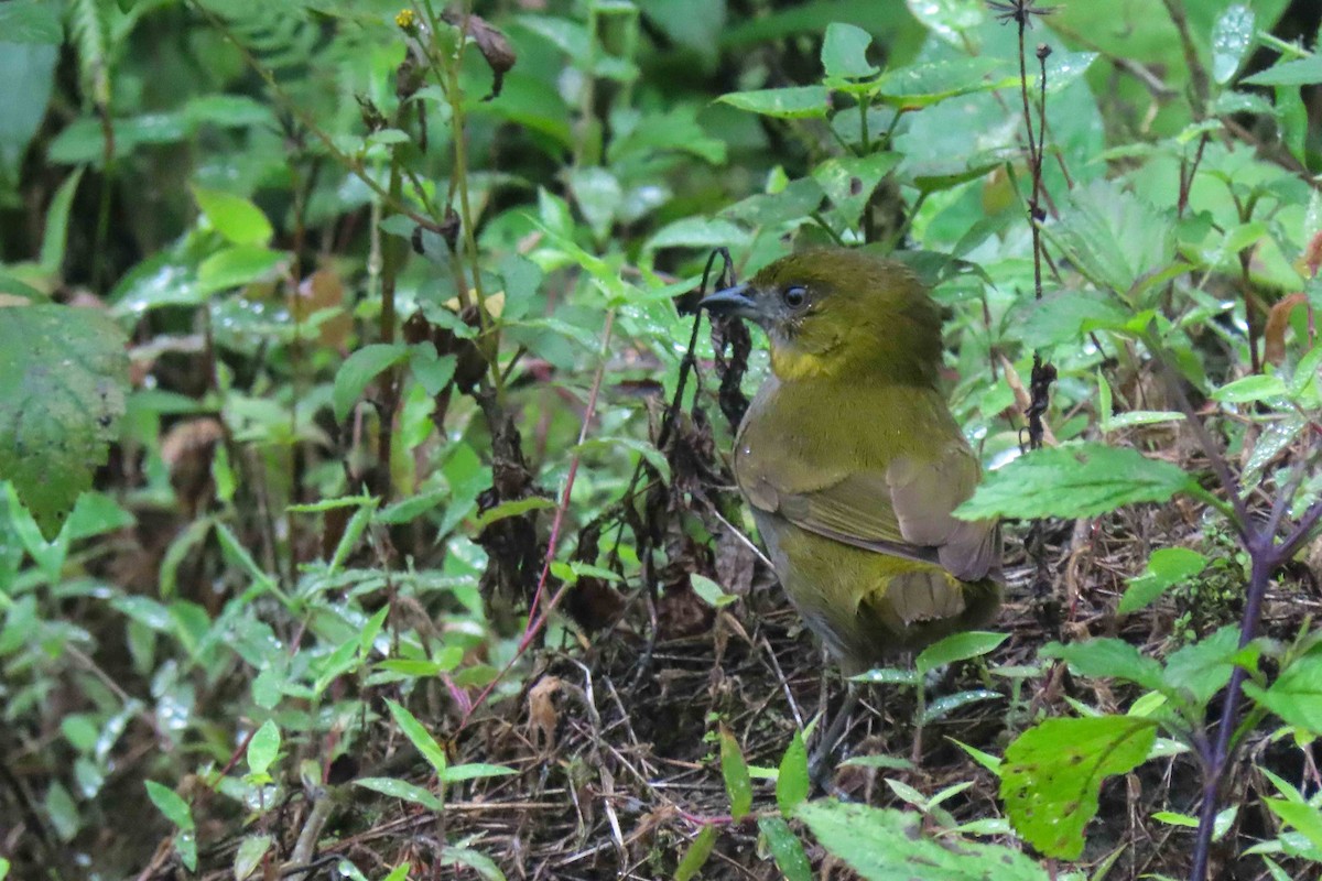 Желтогорлый дромник - ML647377831