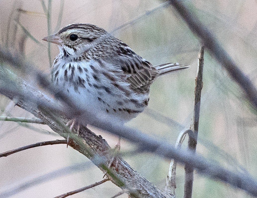 Саванная овсянка - ML647377832