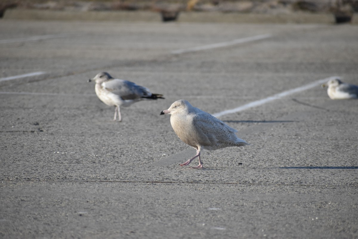 Gavión Hiperbóreo - ML647377834