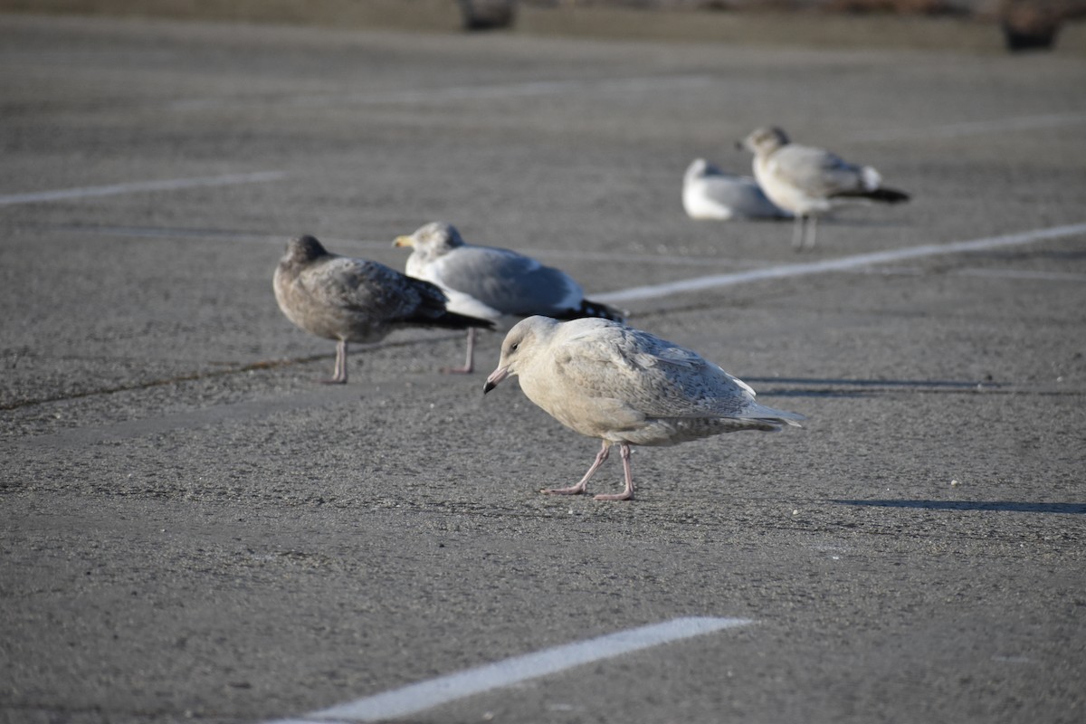 Gavión Hiperbóreo - ML647377835