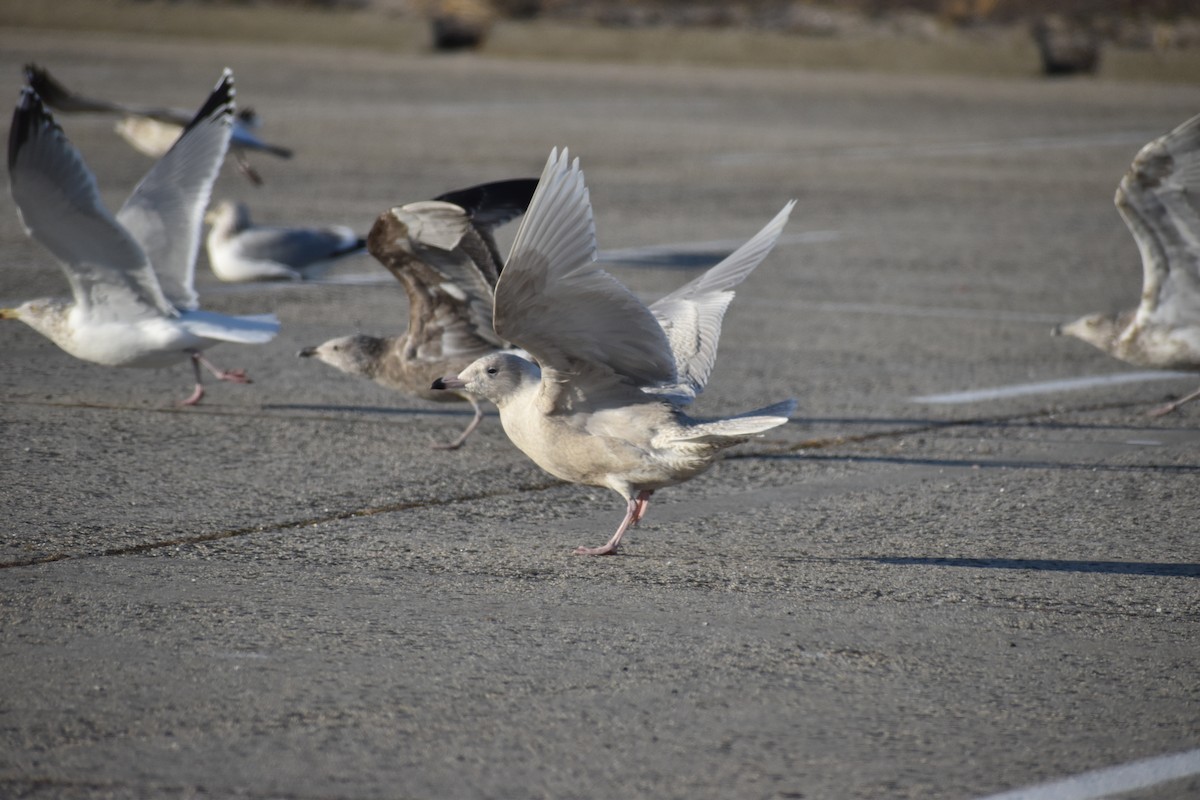 Gavión Hiperbóreo - ML647377836