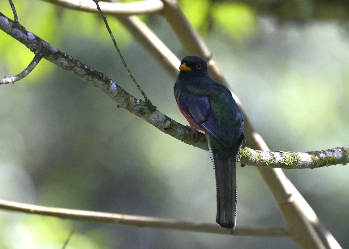 Масковый трогон - ML647377840