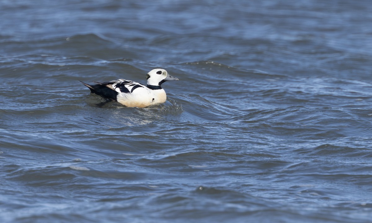 Сибирская гага - ML647377841