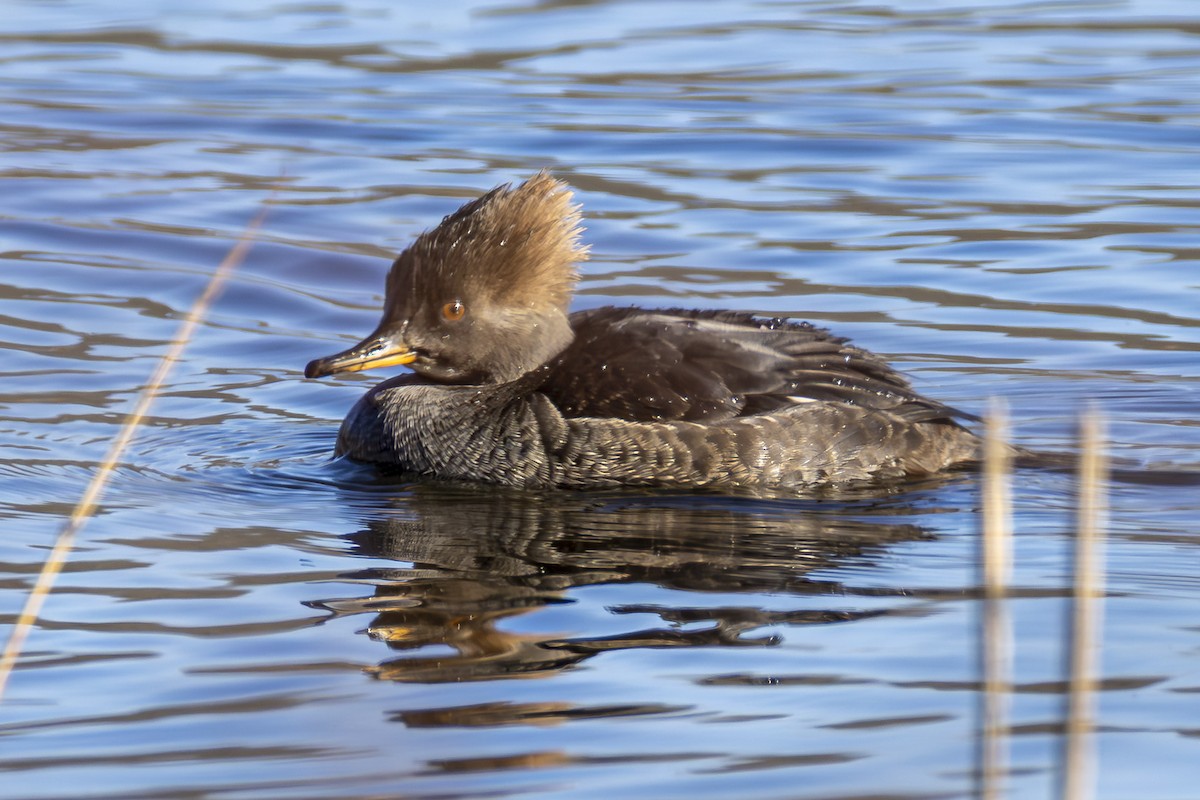 Капюшоновый крохаль - ML647377842