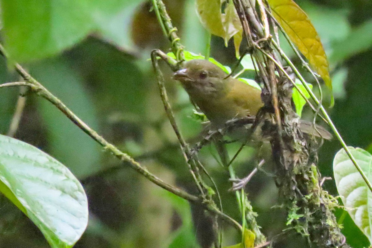 Серогрудый дромник - ML647377843