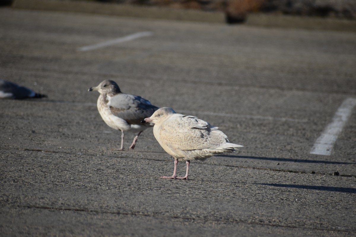 Gavión Hiperbóreo - ML647377844