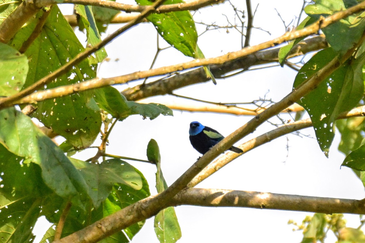 Лазурноголовая танагра - ML647377846