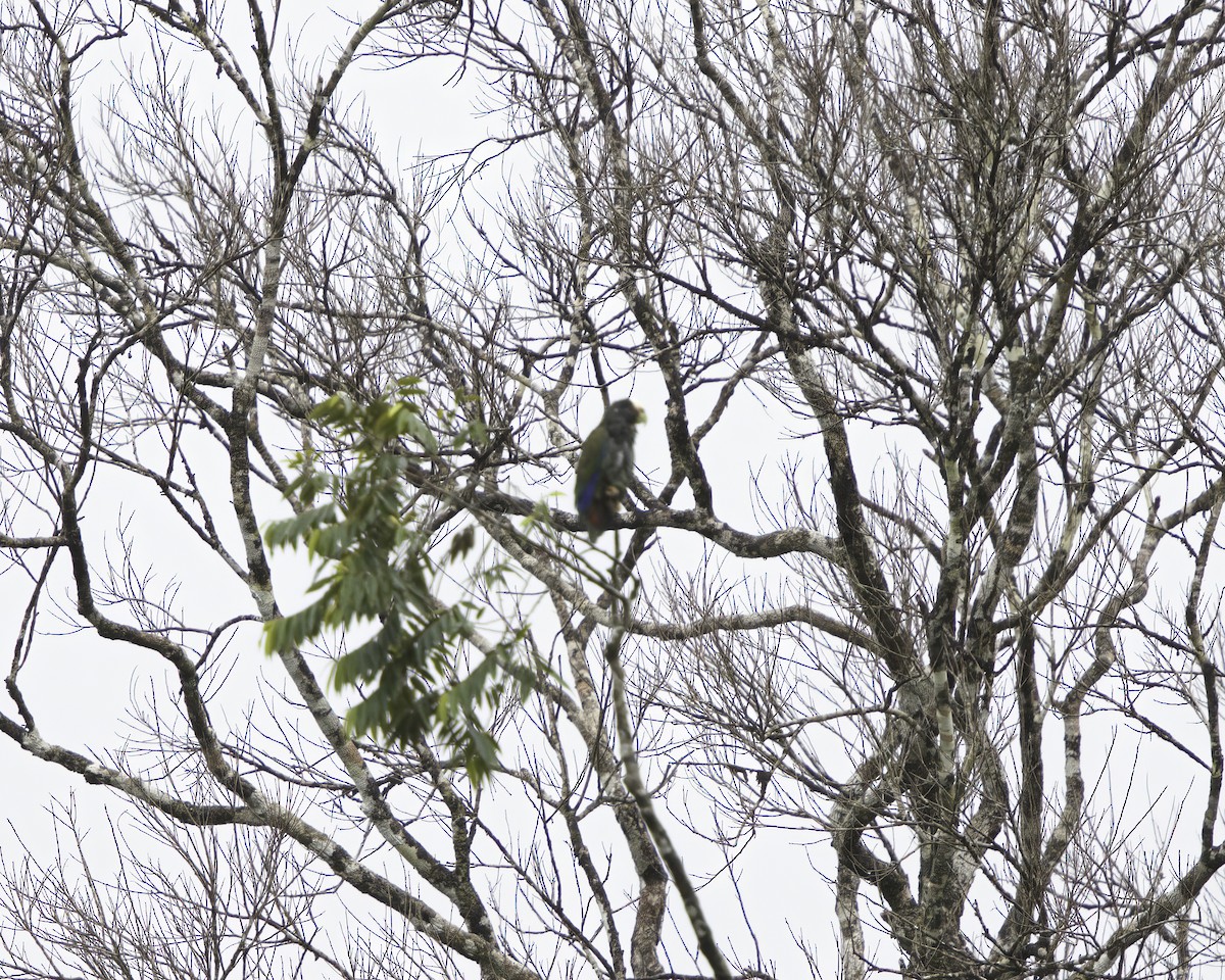 Белоголовый амазонет - ML647377847