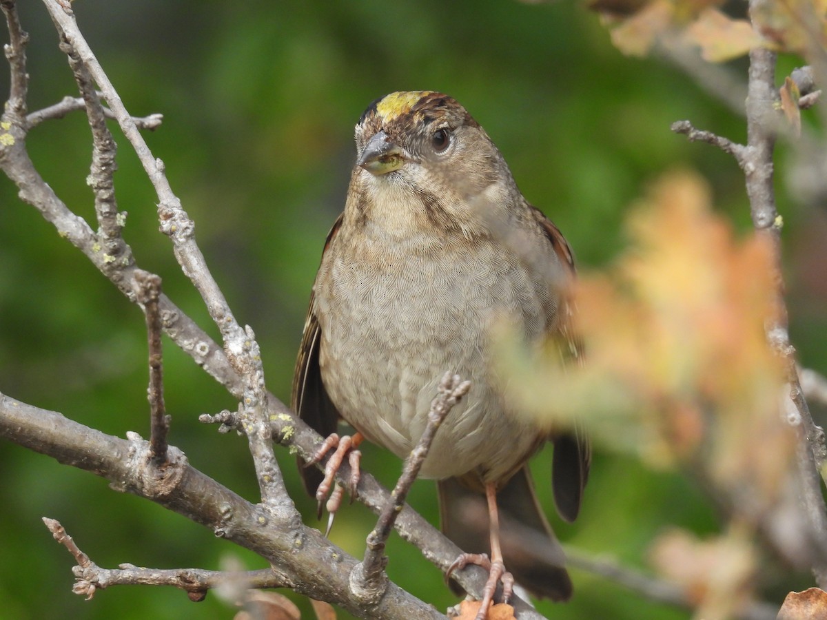 Чернобровая овсянка - ML647377849