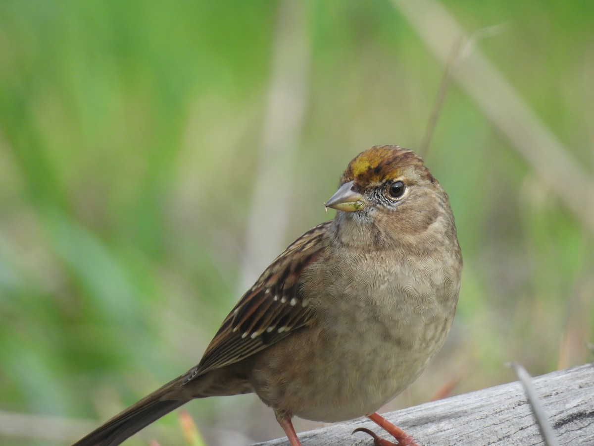 Чернобровая овсянка - ML647377850