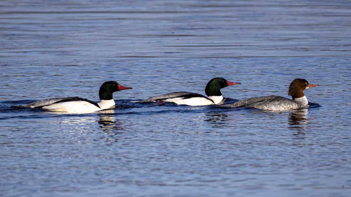 Большой крохаль - ML647377851