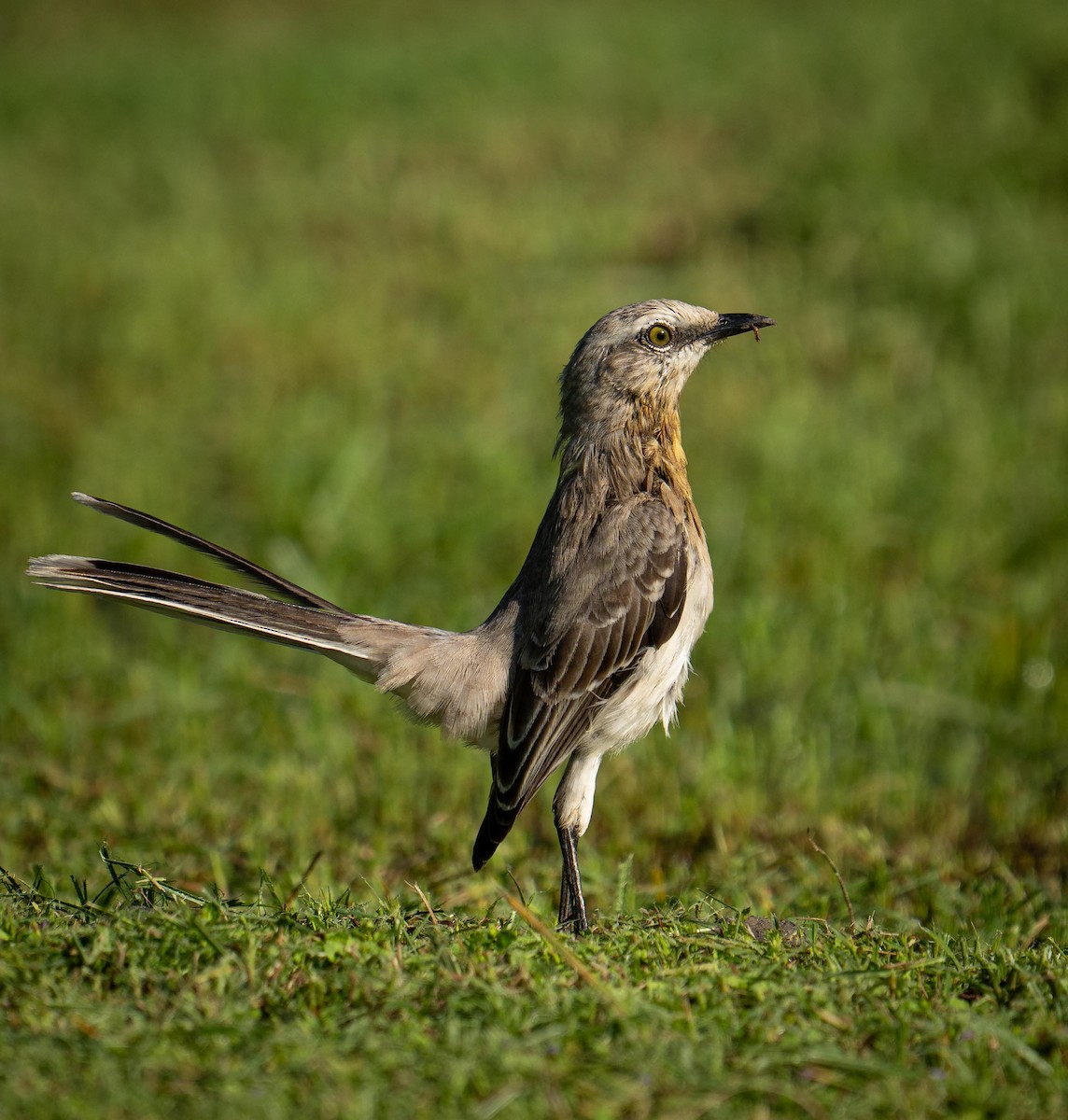 Тропический пересмешник - ML647377852