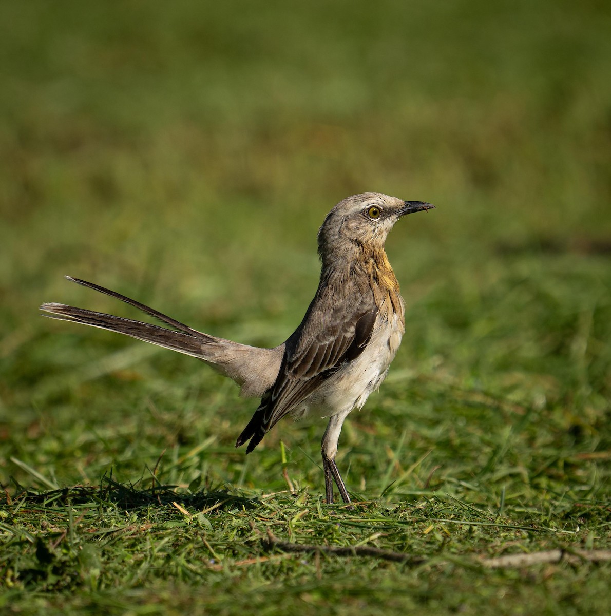 Тропический пересмешник - ML647377853