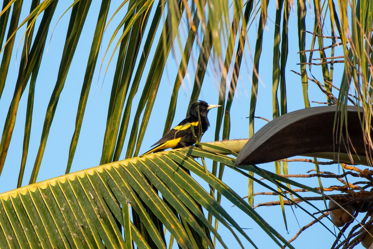 Мексиканский кассик - ML647377855