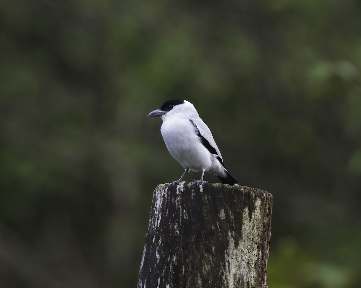 Черноголовая титира - ML647377856