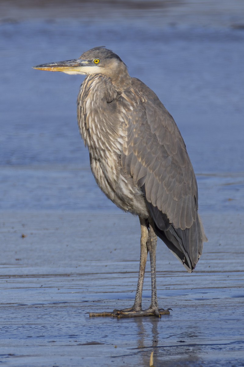 Большая голубая цапля - ML647377857