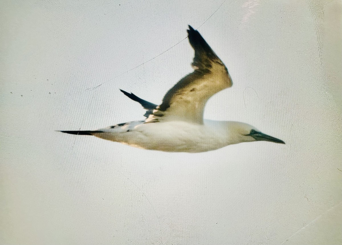 Северная олуша - ML647377861