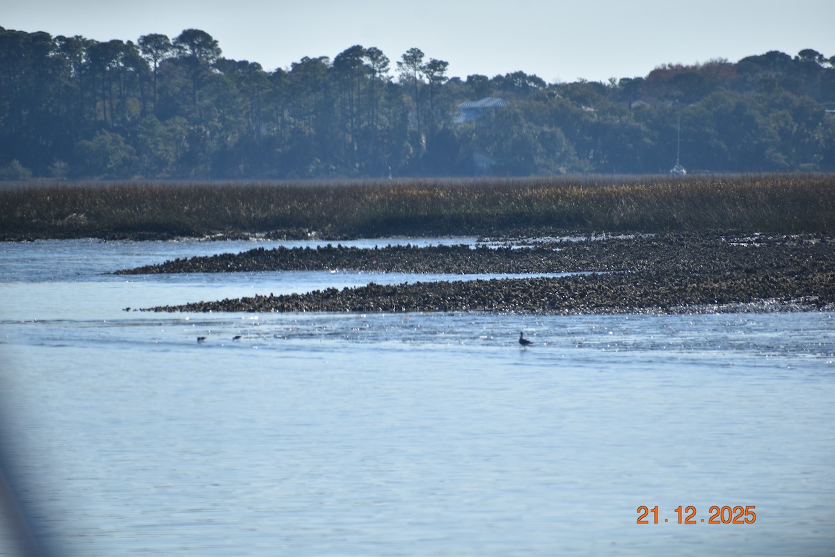 tanımsız küçük kumkuşu (Calidris sp.) - ML647377863