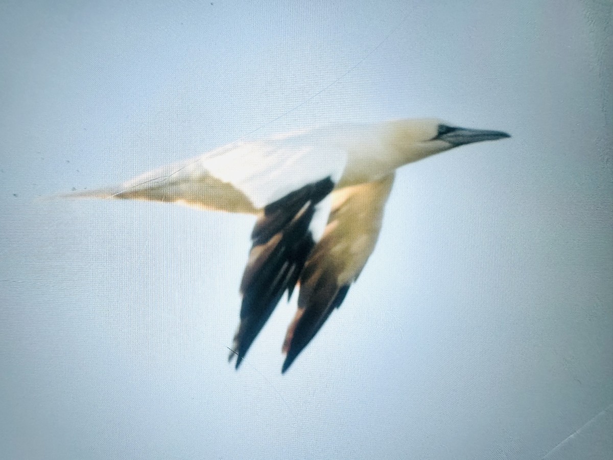 סולה מצויה - ML647377869