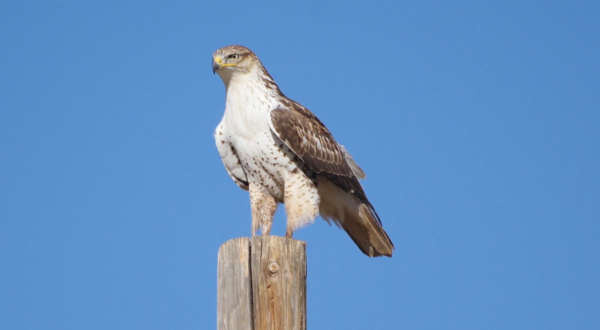 kongevåk - ML647377877