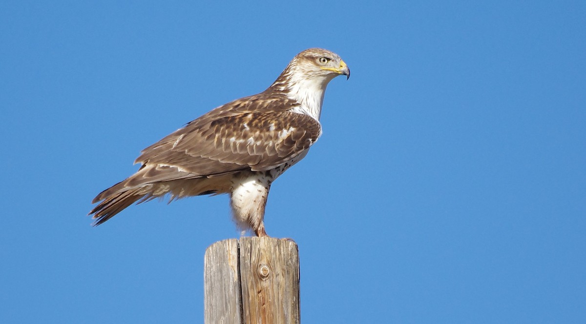 kongevåk - ML647377878