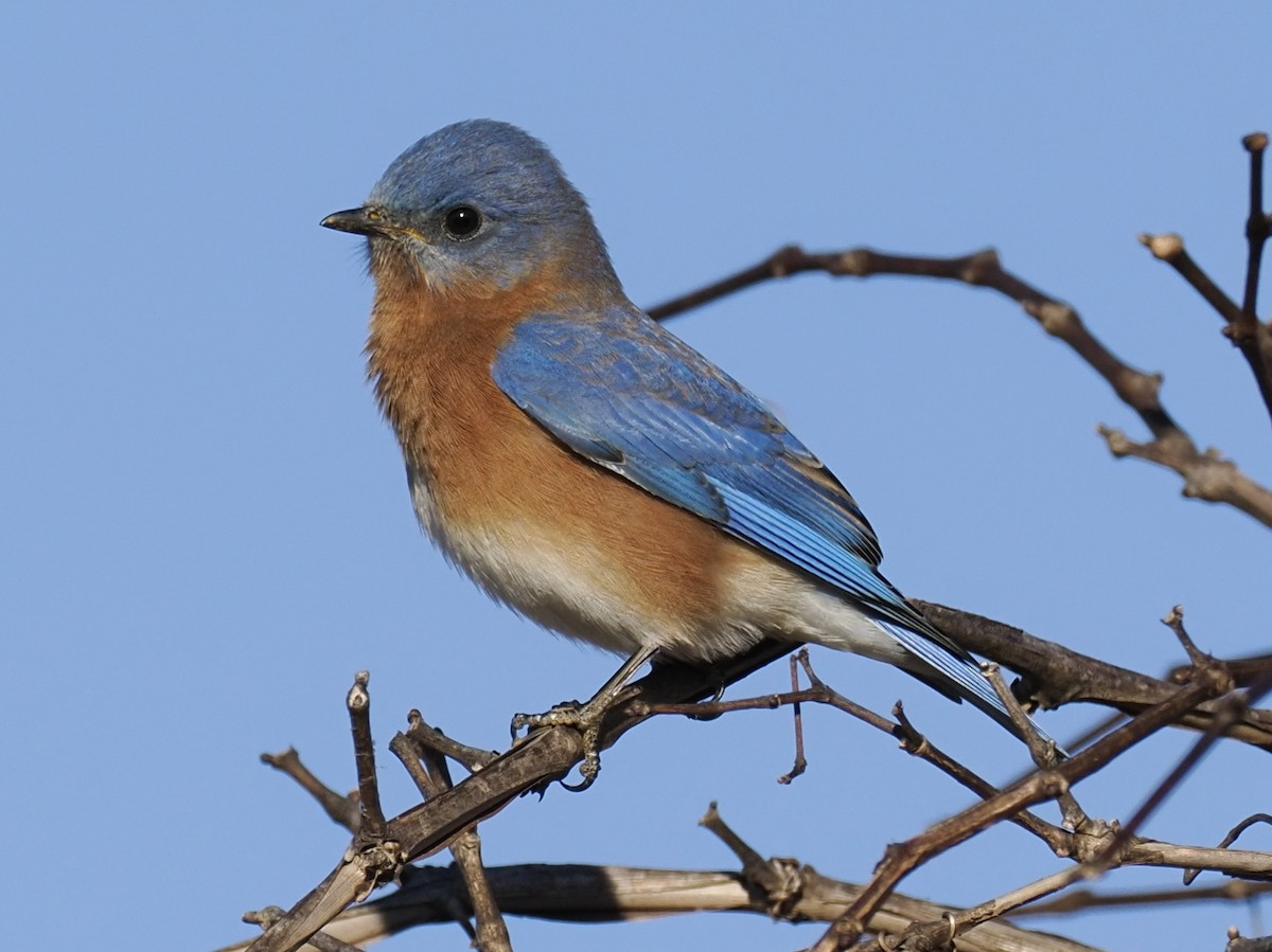 Блакитник східний - ML647377885