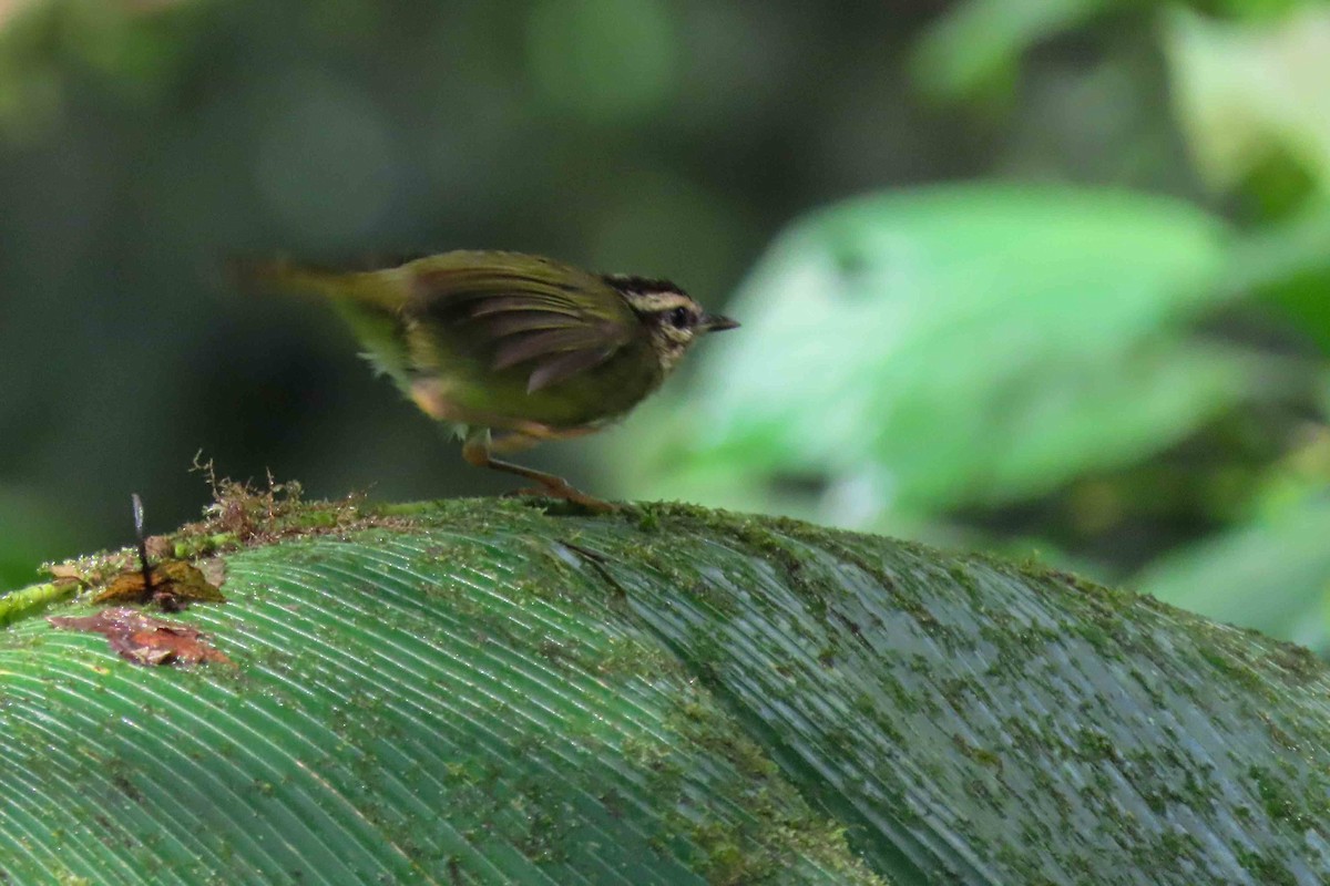 Three-striped Warbler - ML647377900