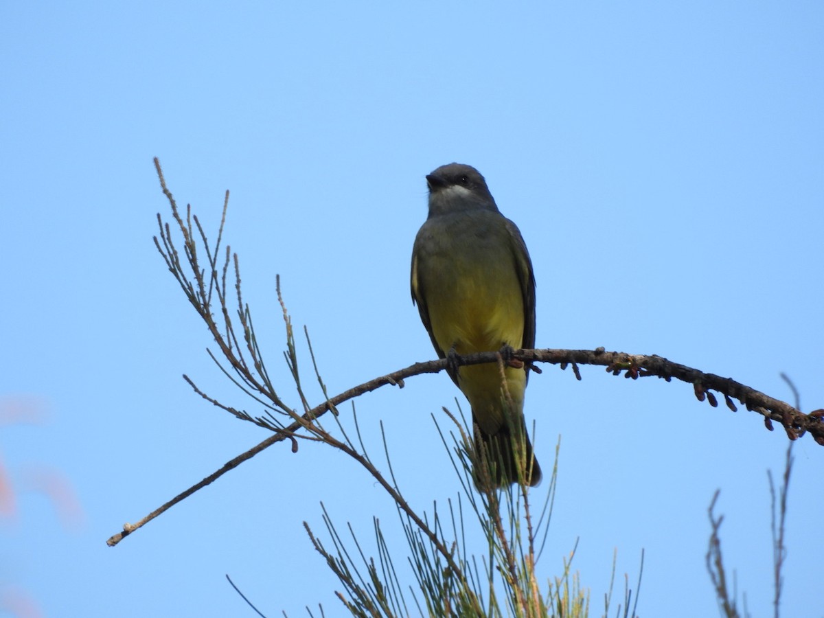 Kayalık Dağları Tiranı - ML647377906