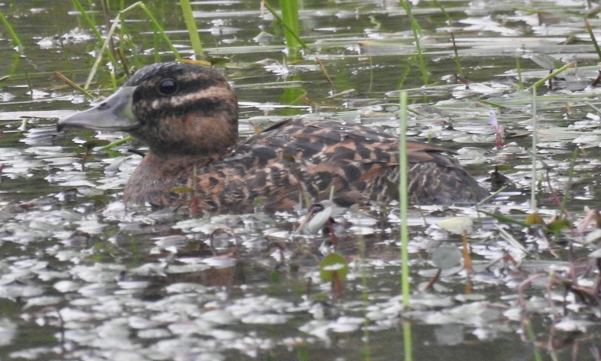 Masked Duck - ML647377911